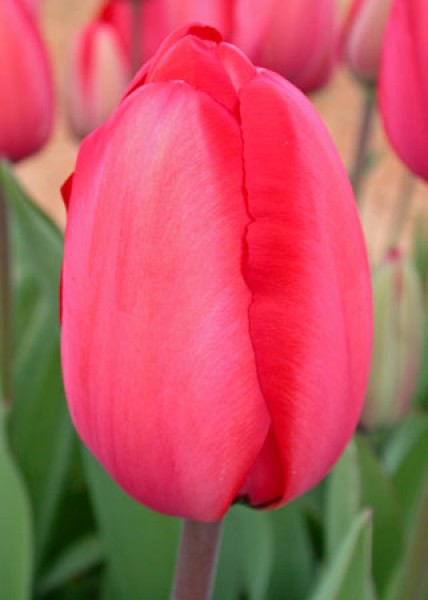 Red Impression