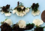 Rimbachia bryophila - Fungi Species