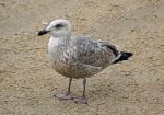 Slaty-backed Gull - Bird Species | Frinvelis jishebi | ფრინველის ჯიშები
