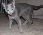 Blue Russian | Cat | Cat Breeds