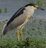 Black-crowned Night-Heron - Bird Species | Frinvelis jishebi | ფრინველის ჯიშები