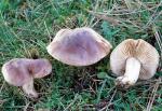 Hebeloma sinapizans - Fungi Species | sokos jishebi | სოკოს ჯიშები