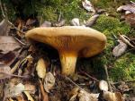 Paxillus involutus - Fungi Species