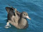 Flesh-footed Shearwater - Bird Species | Frinvelis jishebi | ფრინველის ჯიშები