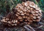 Collybia acervata: Gymnopus acervatus - fungi species list A Z