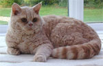 Selkirk Rex | Cat | Cat Breeds