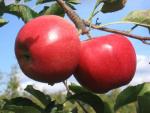 Crimson Gold | Apple Species 
