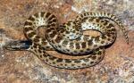 Hypsiglena chlorophaea deserticola -    Northern Desert Nightsnake | Snake Species