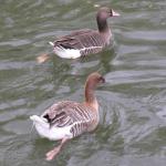 Lesser White-fronted Goose - Bird Species | Frinvelis jishebi | ფრინველის ჯიშები
