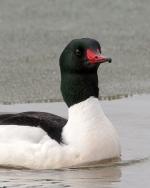 Common Merganser - Bird Species | Frinvelis jishebi | ფრინველის ჯიშები