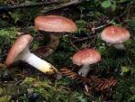 Gomphidius subroseus - Fungi Species | sokos jishebi | სოკოს ჯიშები