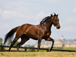 Thoroughbred | Horse | Horse Breeds