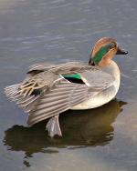 Green-winged Teal - Bird Species | Frinvelis jishebi | ფრინველის ჯიშები