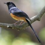 White-rumped Shama - Bird Species | Frinvelis jishebi | ფრინველის ჯიშები
