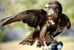 Short-tailed Hawk - Bird Species | Frinvelis jishebi | ფრინველის ჯიშები