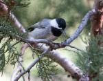 Mexican Chickadee - Bird Species | Frinvelis jishebi | ფრინველის ჯიშები