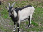 Alpines Goat - Goats Breeds | txis jishebi | თხის ჯიშები