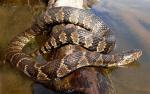 Nerodia sipedon - Northern Watersnake - snake species list a - z | gveli | გველი 