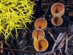 Geopyxis carbonaria - Fungi Species | sokos jishebi | სოკოს ჯიშები