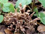Clavulina cinerea - fungi species list A Z