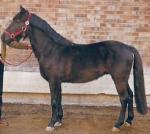 Arenberg-Nordkirchener | Horse | Horse Breeds