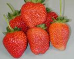 Lowanna | Strawberry Species 