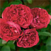 Red Eden