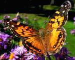 Painted Lady | Butterfly species