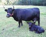 Dexter - COW BREEDS | DZROXIS JISHEBI | ძროხის ჯიშები