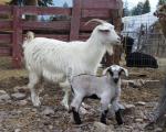 Cashmere goat - Goats Breeds | txis jishebi | თხის ჯიშები