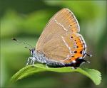 Black Hairstreak - Butterfly species | PEPLIS JISHEBI | პეპლის ჯიშები