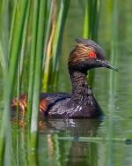 Eared Grebe - Bird Species | Frinvelis jishebi | ფრინველის ჯიშები