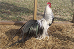 Phoenix | Chicken | Chicken Breeds