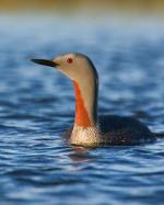 Red-throated Loon - Bird Species | Frinvelis jishebi | ფრინველის ჯიშები