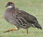 Erckel's Francolin - Bird Species | Frinvelis jishebi | ფრინველის ჯიშები