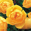 Buttercup - Rose Varieties | VARDI |  ვარდი                                                                                                                