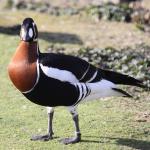 Red-breasted Goose - Bird Species | Frinvelis jishebi | ფრინველის ჯიშები