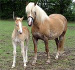 Haflinger | Horse | Horse Breeds