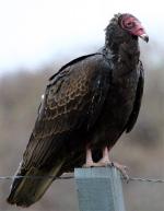 Turkey Vulture - Bird Species | Frinvelis jishebi | ფრინველის ჯიშები
