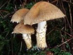 Psathyrella echiniceps - Fungi Species | sokos jishebi | სოკოს ჯიშები