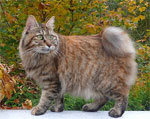 Kirilian Bobtail | Cat | Cat Breeds