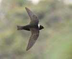 White-collared Swift - Bird Species | Frinvelis jishebi | ფრინველის ჯიშები