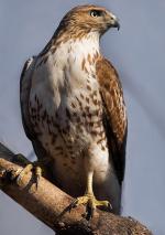 Red-tailed Hawk - Bird Species | Frinvelis jishebi | ფრინველის ჯიშები