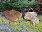 Lentinellus ursinus - Fungi Species