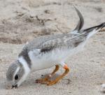 Piping Plover - Bird Species | Frinvelis jishebi | ფრინველის ჯიშები