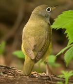 Connecticut Warbler - Bird Species | Frinvelis jishebi | ფრინველის ჯიშები