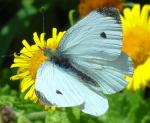 Small White | Butterfly species