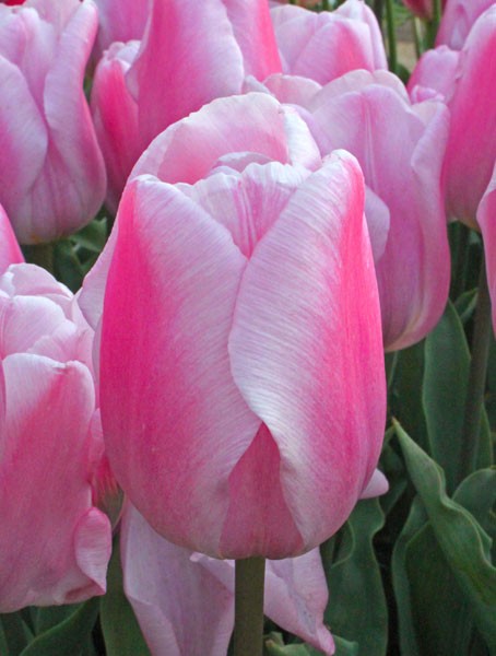 Synaeda Amor -                                                         Tulip Species | TITA | ტიტა                                                        