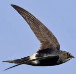 White-throated Needletail - Bird Species | Frinvelis jishebi | ფრინველის ჯიშები