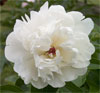 Doris Cooper